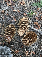 Picea pungens