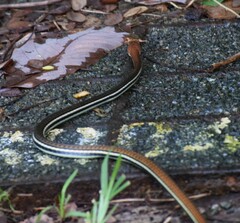 Dendrelaphis caudolineatus
