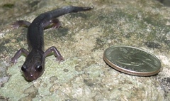 Plethodon montanus