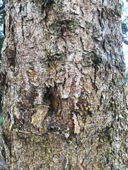 Picea pungens