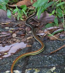 Dendrelaphis caudolineatus