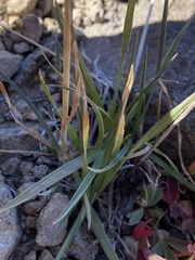 Trisetum spicatum