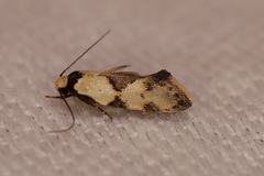 Euphiltra epilecta