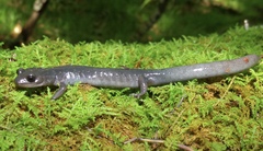 Plethodon montanus