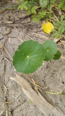 Hydrocotyle bonariensis