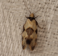 Euphiltra epilecta
