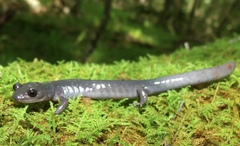 Plethodon montanus