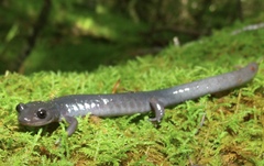 Plethodon montanus