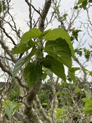 Moraceae