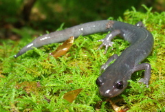 Plethodon montanus