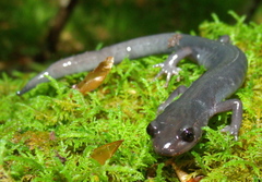 Plethodon montanus