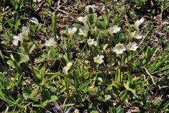 Pinguicula alpina