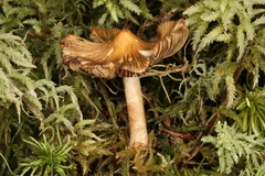Inocybe