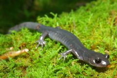 Plethodon montanus