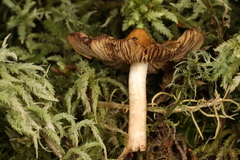 Inocybe