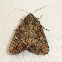 Mesapamea fractilinea