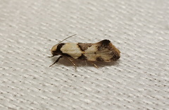 Euphiltra epilecta