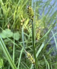 Carex vesicaria