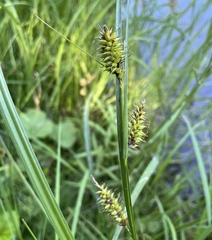 Carex vesicaria