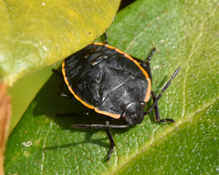 Chlorochroa