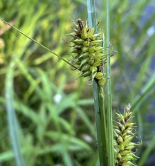 Carex vesicaria
