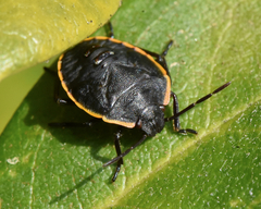 Chlorochroa