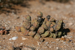 Crassula plegmatoides