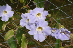 Thunbergia laurifolia