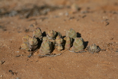 Crassula plegmatoides