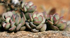 Adromischus
