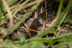 Natrix astreptophora