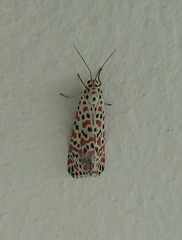 Utetheisa pulchelloides