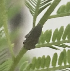Proconiini