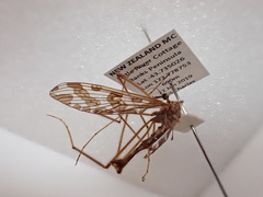 Mischoderus forcipatus