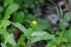 Coleostephus myconis