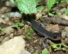 Plethodon montanus