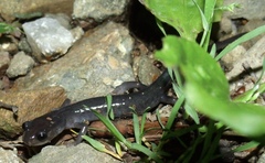 Plethodon montanus