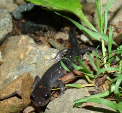 Plethodon montanus