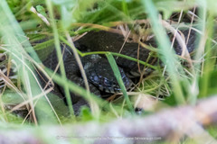 Natrix astreptophora
