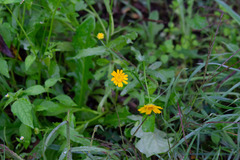 Coleostephus myconis