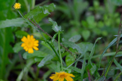 Coleostephus myconis