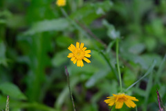 Coleostephus myconis