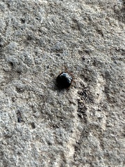 Coptosoma xanthogramma