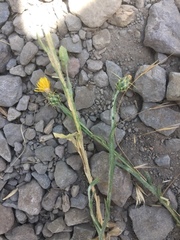 Centaurea solstitialis