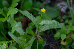 Coleostephus myconis