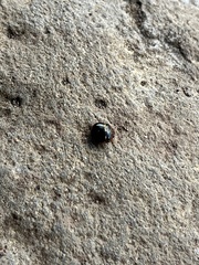 Coptosoma xanthogramma