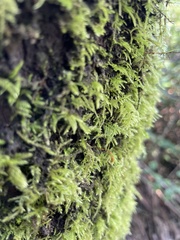 Kindbergia praelonga