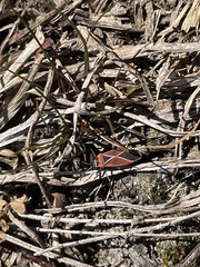 Neacoryphus bicrucis