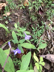 Lobelia nuttallii