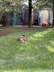 Sylvilagus floridanus